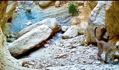 مشاهده ۲ پلنگ ایرانی در استان بوشهر