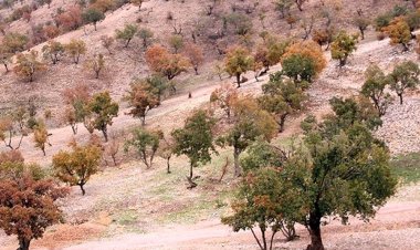 مرگ ایستاده جنگل‌های بلوط کهگیلویه و بویراحمد و زاگرس در سایه بی اعتباری