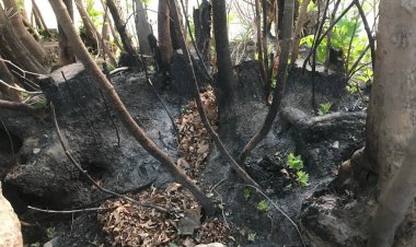 قطع درختان چندین ساله و نبود نظارت مسئولان!