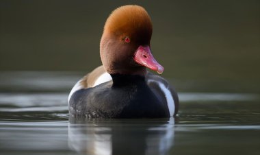 اردک تاجدار در هورالعظیم