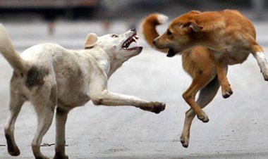 سگ‌های ولگرد گلوی کودک ۴ ساله را پاره کردند