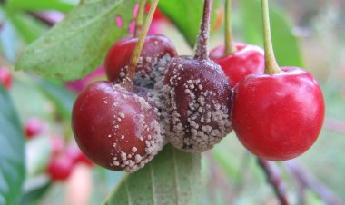 میوه‌های کپک‌زده را نخورید!/ سمی هستند