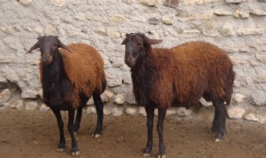 کشف محل نگهداری دام‌های بیمار در یک منزل مسکونی در اهواز