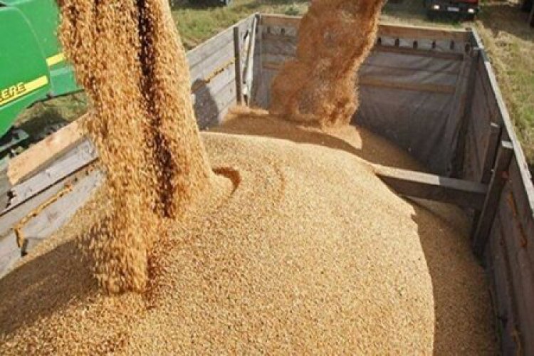 خرید و فروش گندم در برخی از کشورها ممنوع شد