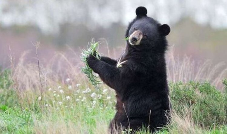 توله خرس سیاه با محموله مواد مخدر!