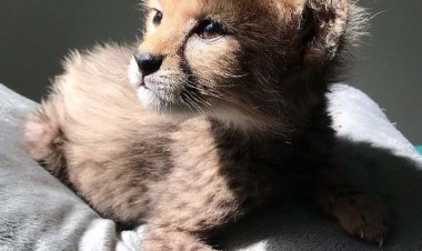 پیروز، یگانه فرزند ایران و فیروز ۲ ماهه شد