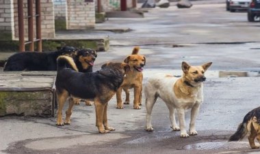 سگ‌های ولگرد دومین کودک را در قم دریدند