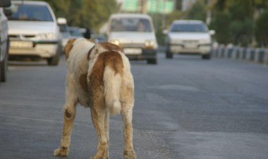 ضرب‌الاجل یک فرماندار برای تعیین تکلیف سگ‌های ولگرد