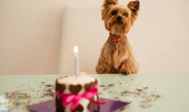 کافه مخصوص حیوانات خانگی در تهران +عکس