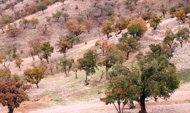 سایه خشکیدگی بر بلوط‌های فارس