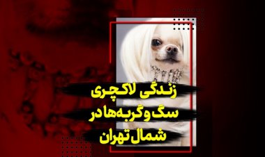 ببینید| زندگی لاکچری سگ و گربه‌ها در شمال تهران