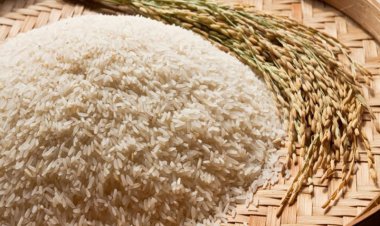 جزئیات واردات و قیمت برنج در آستانه ممنوعیت فصلی