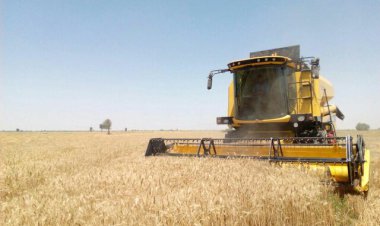 کاهش تولید گندم خُنج به دلیل خشکسالی