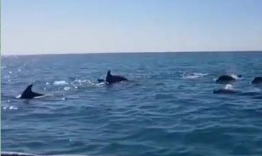 شنای دلفین‌های جزیره هنگام