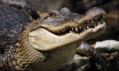 ببینید| شکار غزال توسط کروکودیل