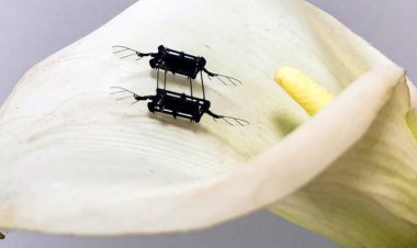 عملیات جستجو و نجات با رباتی به اندازه یک مگس