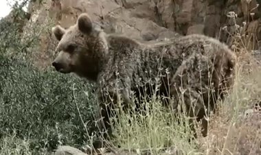 فیلم| مشاهده ۲ قلاده خرس قهوه‌ای در ایذه