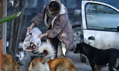 ببینید| ممانعت عجیب افراد خاص از جمع آوری سگ های ولگرد