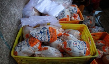 قیمت مرغ به نرخ مصوب رسید