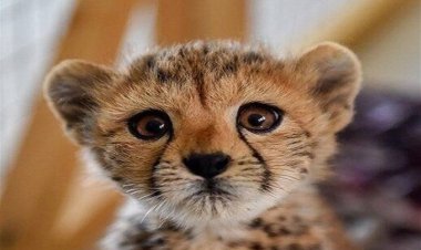 ببینید| جدیدترین تصاویر از توله یوزپلنگ ایرانی