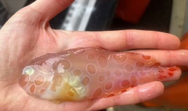 مشاهده یک ماهی شفاف نادر و عنکبوت دریایی بزرگ در اعماق دریا   