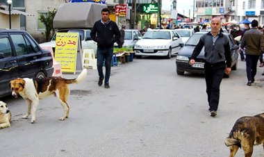 سگ‌های ولگرد در بوشهر عقیم‌ می‌شوند