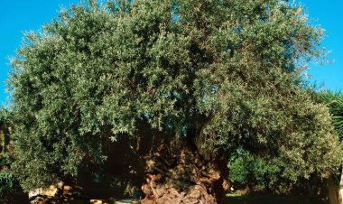 قدیمی‌ترین درخت زیتون دنیا