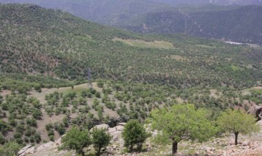 همدلی طبیعت دوستان کهگیلویه و بویراحمدی برای حمایت از بلوط‌های زاگرس