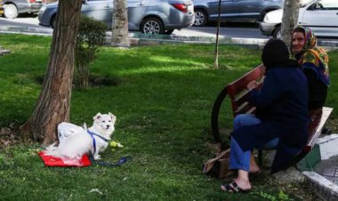 ورود سگ‌ به پارک‌های تهران ممنوع شد