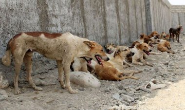 تعداد سگ‌های بی‌صاحب تهران ۴۰۰ هزار قلاده است!