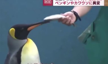 تماشا کنید| اعتصاب غذایی پنگوئن‌ها به دلیل کیفیت!