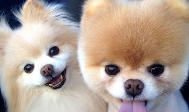 ذوالنور: متقاضیان نگهداری سگ باید مجوز بگیرند / صادرات سگ را تشویق می کنیم