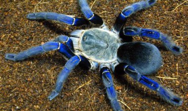 ببینید| زیباترین و مرگبارترین رتیل جهان