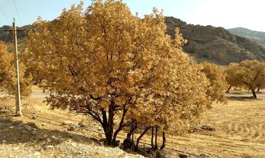 آیا می‌توان ریه‌های ایران را نجات داد؟