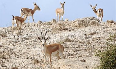 دستگیری عامل تیراندازی به محیط بانان بوشهری