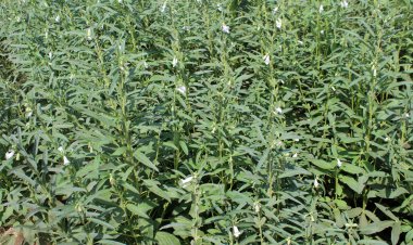 تولید محصولی کم‌آب‌بر در بوشهر