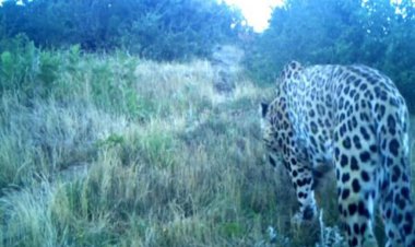 مشاهده یک قلاده پلنگ نر در گیلان
