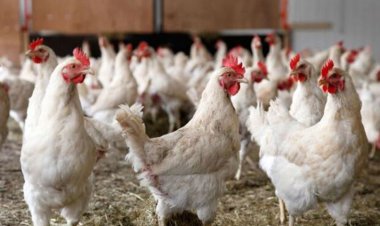 دلیل رها کردن مرغ‌های زنده در باغملک چه بود؟