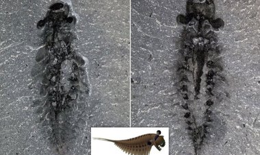 کشف فسیل‌ ۵۰۰ میلیون ساله از مغز یک موجود ۳ چشم!