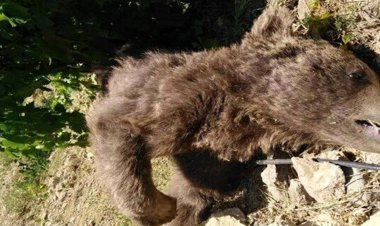 کشته شدن یک خرس توسط اهالی «مَرغا» ایذه