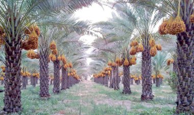 165 هزار تن رطب و خارک از نخلستان‌های بوشهر برداشت می‌شود