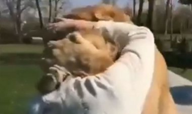 ببینید | واکنش باورنکردنی دو شیر  پس از دیدن مربی خود