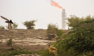 ببینید | آهوی کمیاب ایرانی و لاک‌پشت‌ها در مرکز دفن زباله