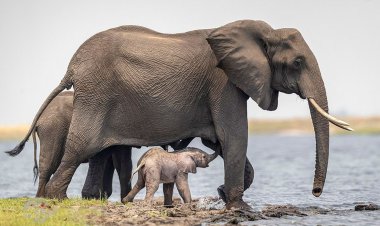مادرانگی یک فیل برای فرزندش