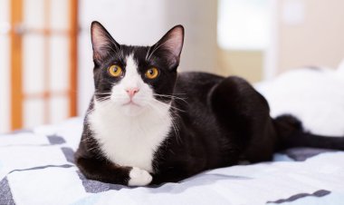 ببینید| هنرنمایی گربه روی لبه دیوار