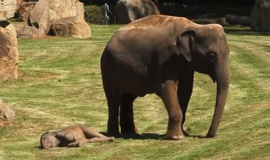 ببینید| درخواست پراحساس یک فیل مادر از انسانها