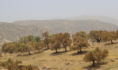 درگیری ۶۰۰۰ هکتار جنگل فارس با آفت