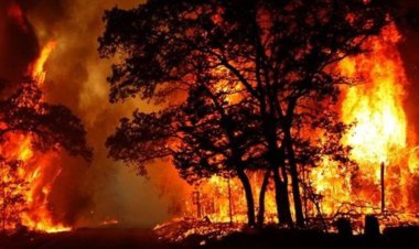 ببینید| تصاویر هولناک از جنگل‌های غرق در آتش پرتغال