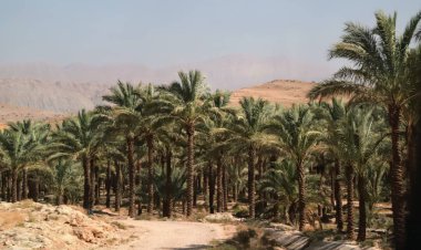 خشکسالی ۲۰۰ هکتار نخیلات دشتستان را از ثمردهی انداخت