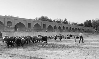 ببینید| گوسفندچرانی در زاینده رود خشک